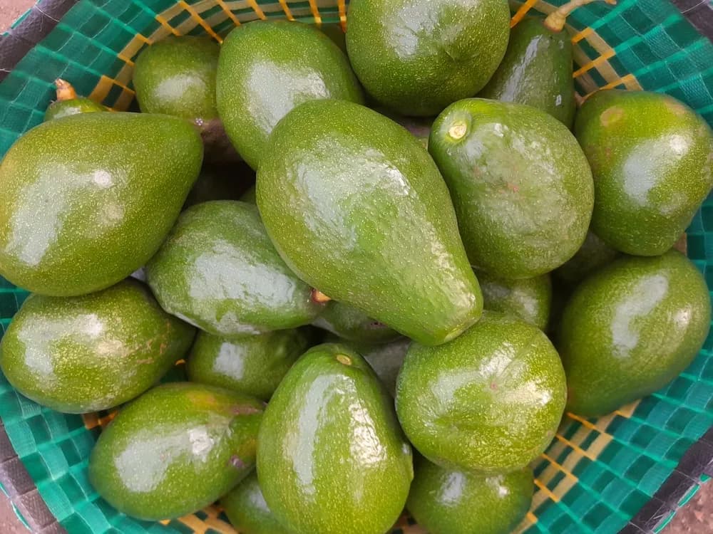 Arka Coorg Ravi avocado